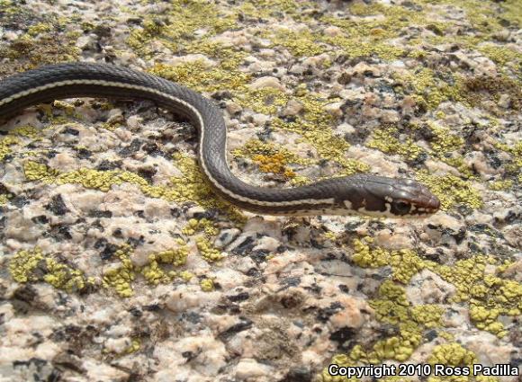 California Striped Racer (Coluber lateralis lateralis)