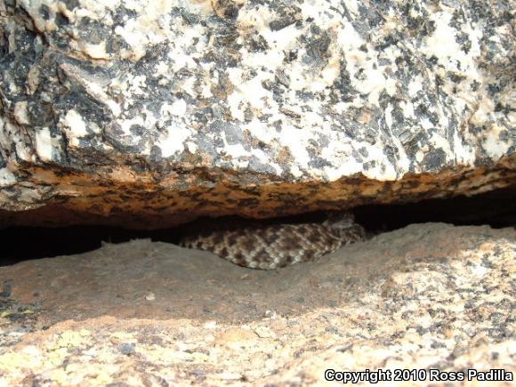 Red Diamond Rattlesnake (Crotalus ruber)