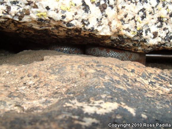 Coastal Rosy Boa (Lichanura trivirgata roseofusca)