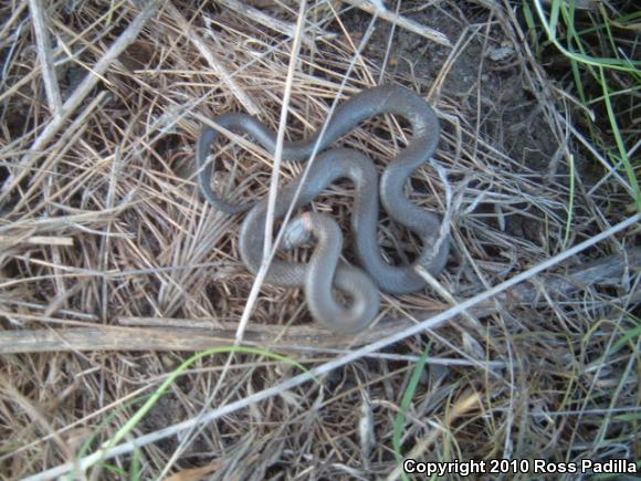 San Bernardino Ring-necked Snake (Diadophis punctatus modestus)