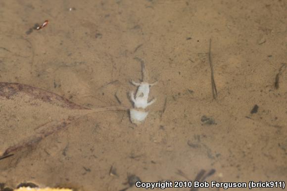 Gray Treefrog (Hyla versicolor)