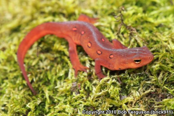 Red-Spotted Newt (Notophthalmus viridescens viridescens)