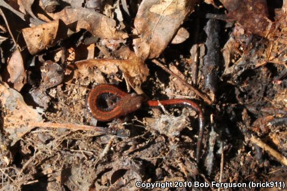 Eastern Red-backed Salamander (Plethodon cinereus)