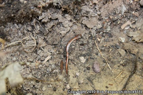 Eastern Red-backed Salamander (Plethodon cinereus)