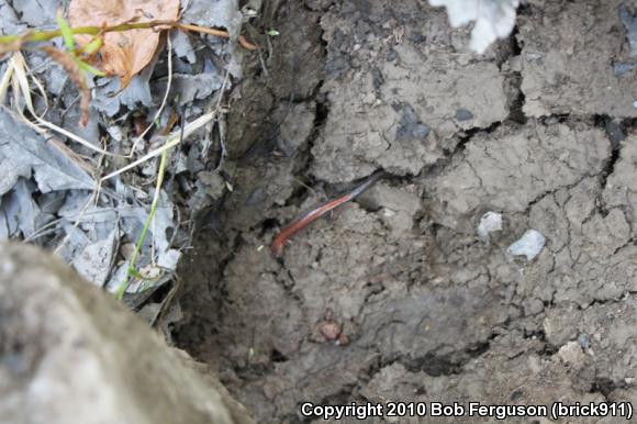 Eastern Red-backed Salamander (Plethodon cinereus)