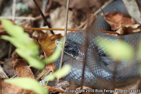 Northern  Black Racer (Coluber constrictor constrictor)