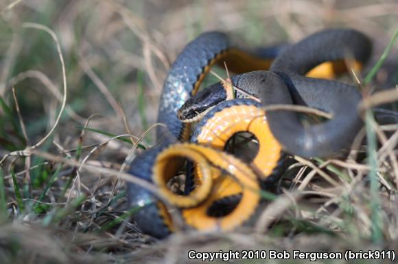 Northern Ring-necked Snake (Diadophis punctatus edwardsii)