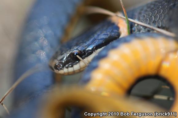 Northern Ring-necked Snake (Diadophis punctatus edwardsii)