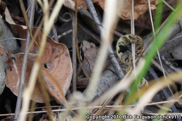 Wood Frog (Lithobates sylvaticus)