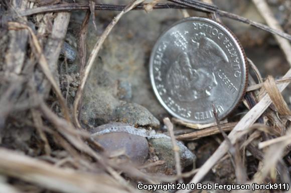 Northern Red-bellied Snake (Storeria occipitomaculata occipitomaculata)