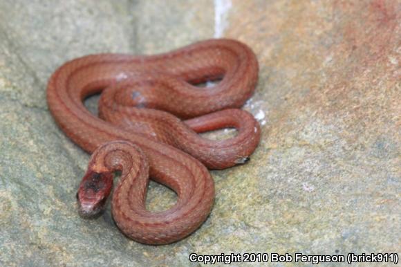 Northern Red-bellied Snake (Storeria occipitomaculata occipitomaculata)