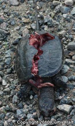 Eastern Snapping Turtle (Chelydra serpentina serpentina)