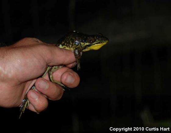 Northern Green Frog (Lithobates clamitans melanota)