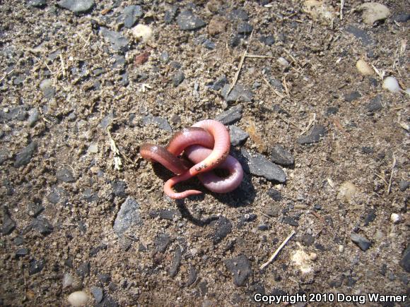 Eastern Wormsnake (Carphophis amoenus amoenus)