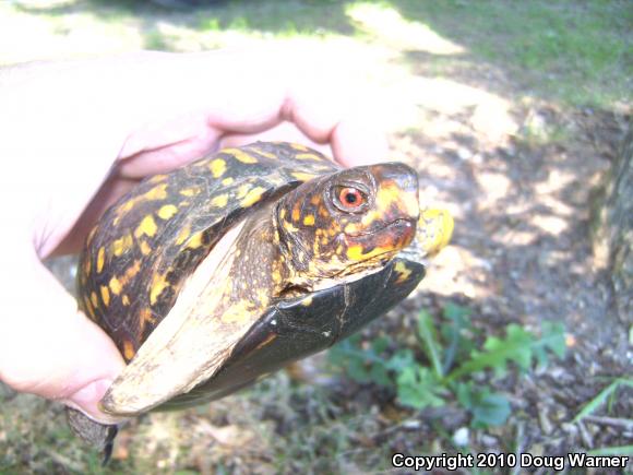 Eastern Box Turtle (Terrapene carolina carolina)