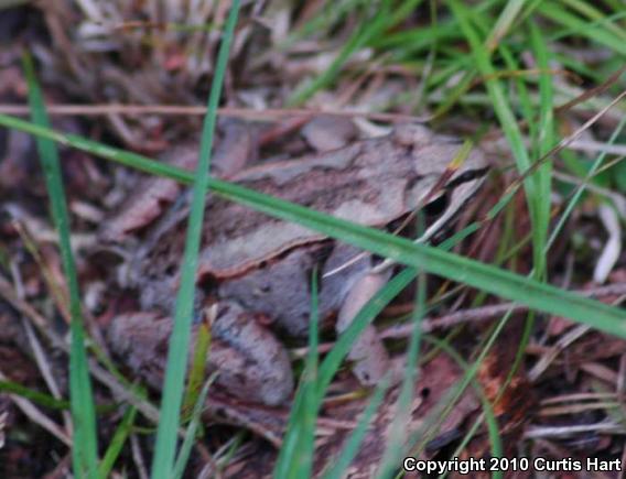 Wood Frog (Lithobates sylvaticus)