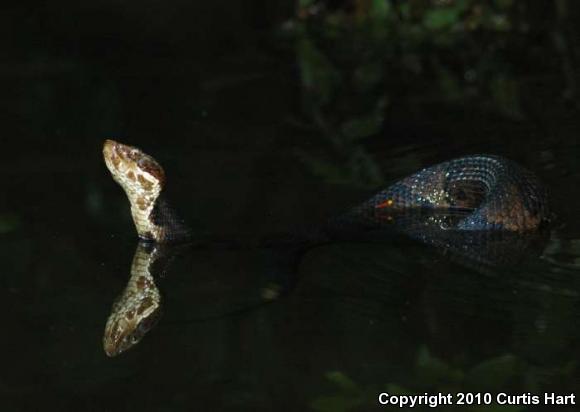 Cottonmouth (Agkistrodon piscivorus)