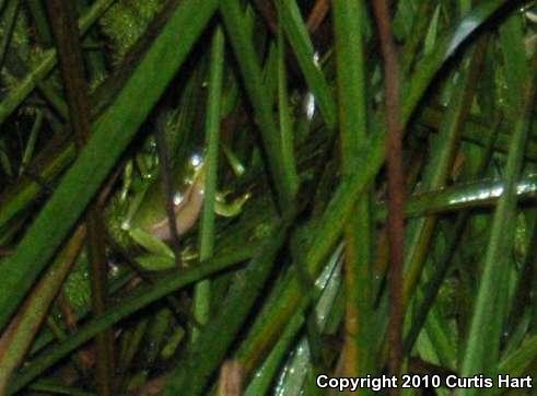 Green Treefrog (Hyla cinerea)