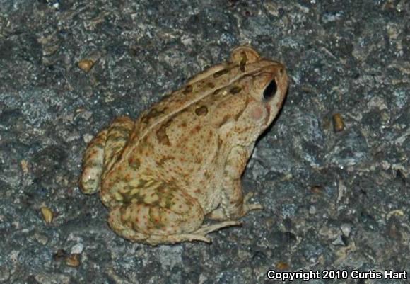 Fowler's Toad (Anaxyrus fowleri)