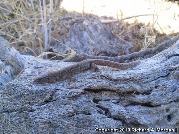 Desert Night Lizard (Xantusia vigilis vigilis)