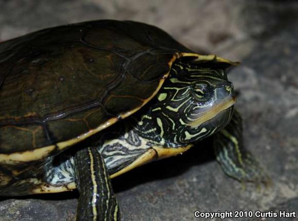 Northern Map Turtle (Graptemys geographica)