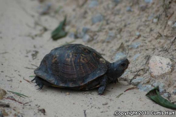 Eastern Box Turtle (Terrapene carolina carolina)