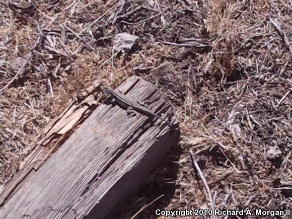 Western Side-blotched Lizard (Uta stansburiana elegans)