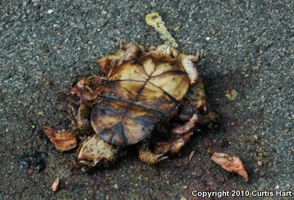 Eastern Box Turtle (Terrapene carolina carolina)