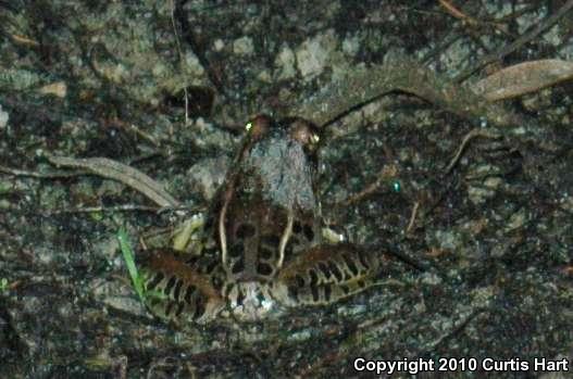 Southern Leopard Frog (Lithobates sphenocephalus)