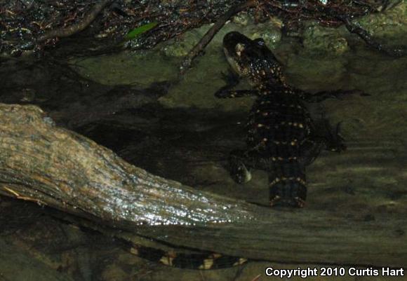 American Alligator (Alligator mississippiensis)