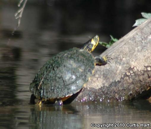 Yellow-bellied Slider (Trachemys scripta scripta)