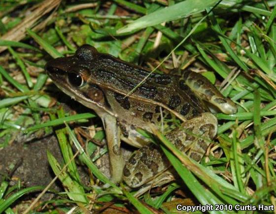 Southern Leopard Frog (Lithobates sphenocephalus)