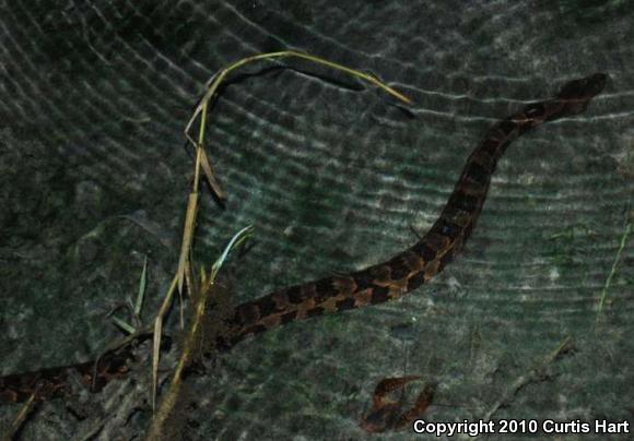 Brown Watersnake (Nerodia taxispilota)