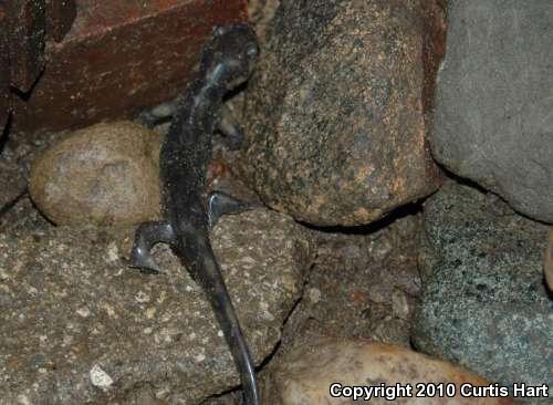 Eastern Tiger Salamander (Ambystoma tigrinum)