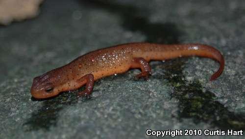 Red-Spotted Newt (Notophthalmus viridescens viridescens)