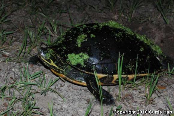 River Cooter (Pseudemys concinna)