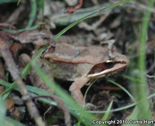 Wood Frog (Lithobates sylvaticus)