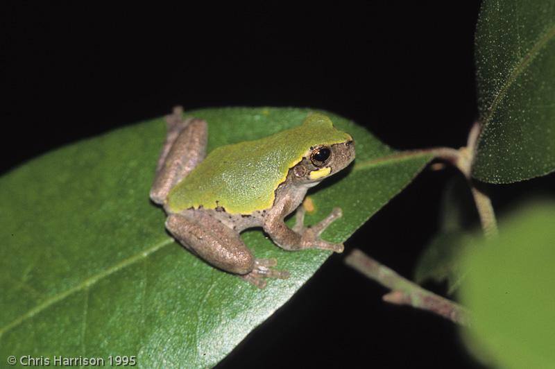 Eastern Bird-voiced Treefrog (Hyla avivoca ogechiensis)