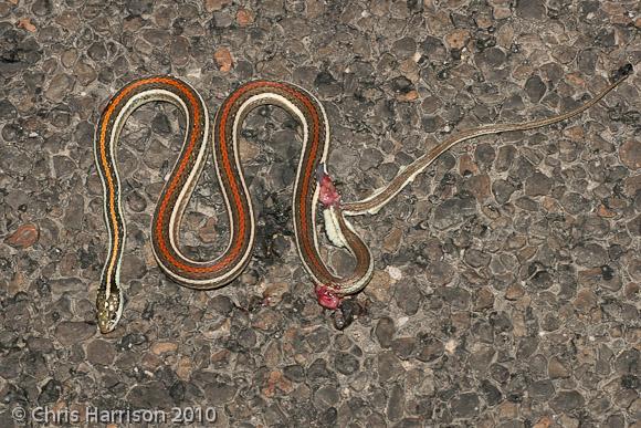 Red-striped Ribbonsnake (Thamnophis proximus rubrilineatus)