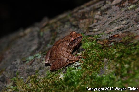 Northern Spring Peeper (Pseudacris crucifer crucifer)