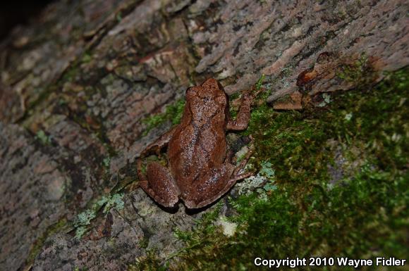 Northern Spring Peeper (Pseudacris crucifer crucifer)