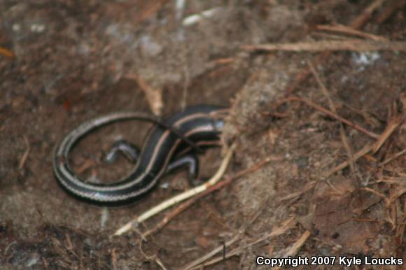 Five-lined Skink (Plestiodon fasciatus)