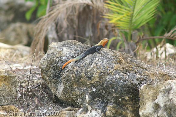 West African Rainbow Lizard (Agama agama africana)