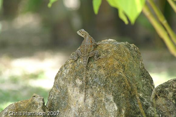 West African Rainbow Lizard (Agama agama africana)