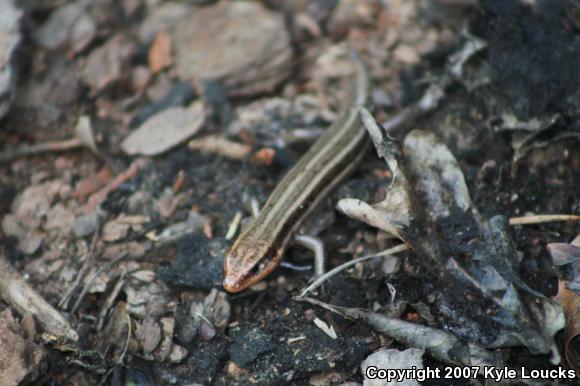 Five-lined Skink (Plestiodon fasciatus)