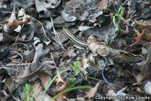 Five-lined Skink (Plestiodon fasciatus)