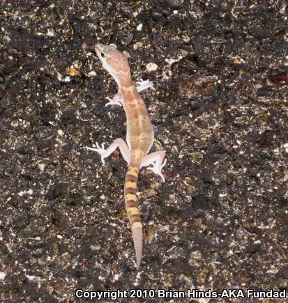 Sonoran Banded Gecko (Coleonyx variegatus sonoriensis)