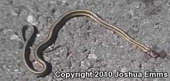 New Mexico Gartersnake (Thamnophis sirtalis dorsalis)