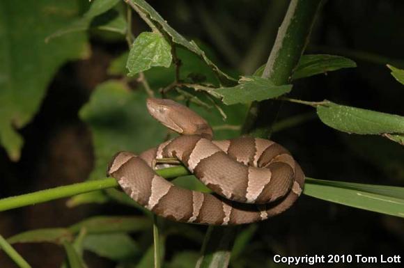 Broad-banded Copperhead (Agkistrodon contortrix laticinctus)