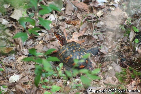 Eastern Box Turtle (Terrapene carolina carolina)